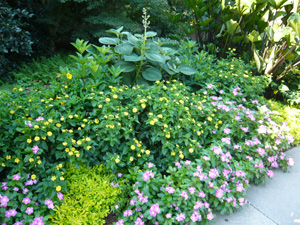 Bed of pink and yellow flowers with taller leafy plants in the middle